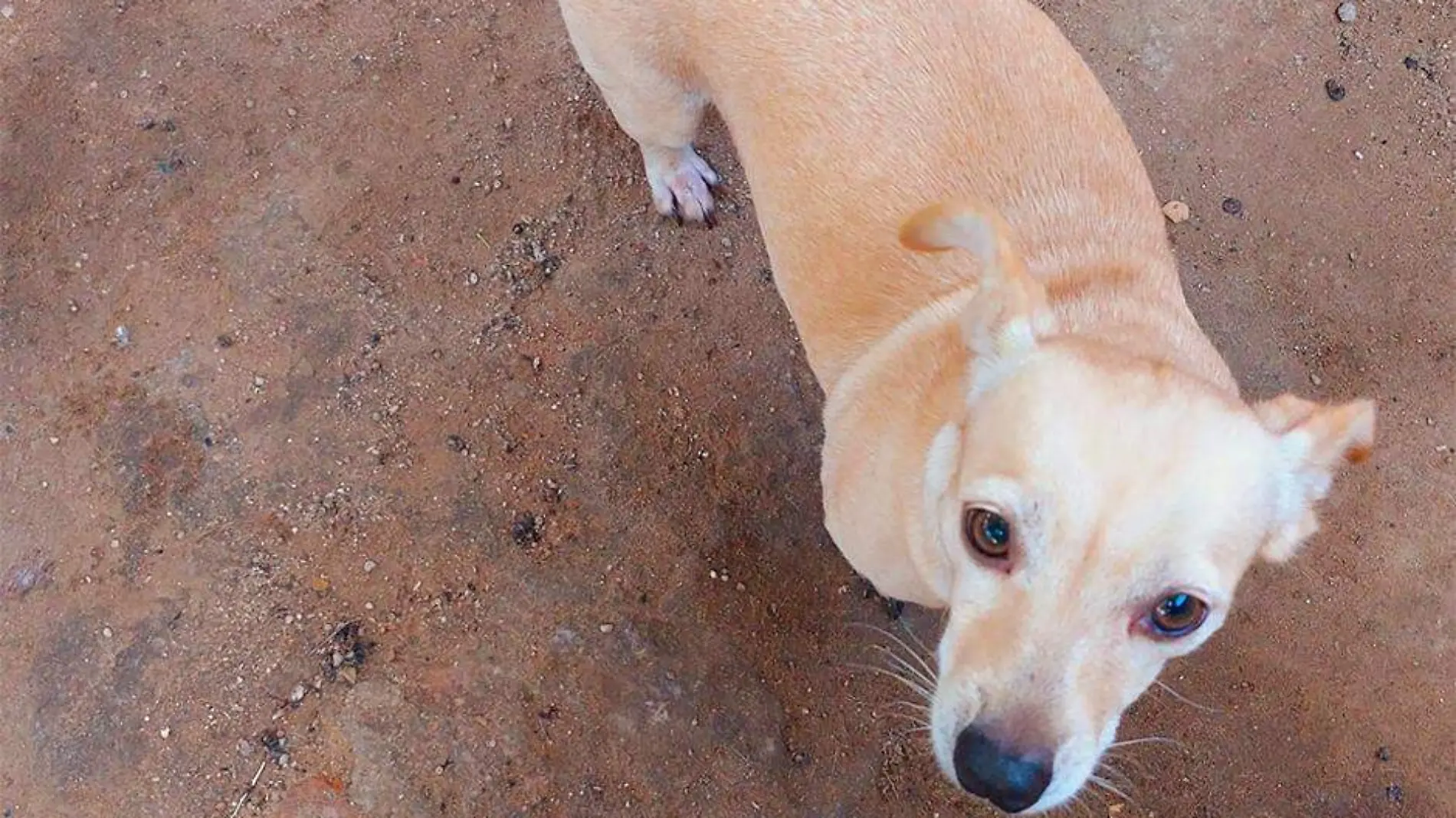 Esterilizacion de animales vulnerables obligatoria BCS